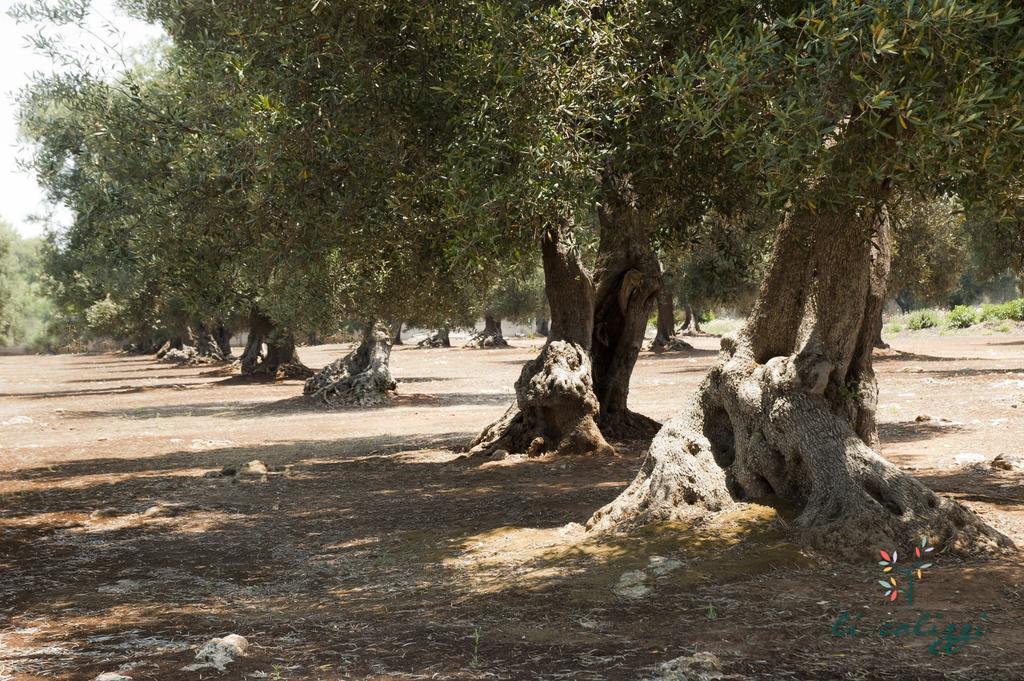 Agriturismo Li Calizzi Arte E Natura Novoli Εξωτερικό φωτογραφία