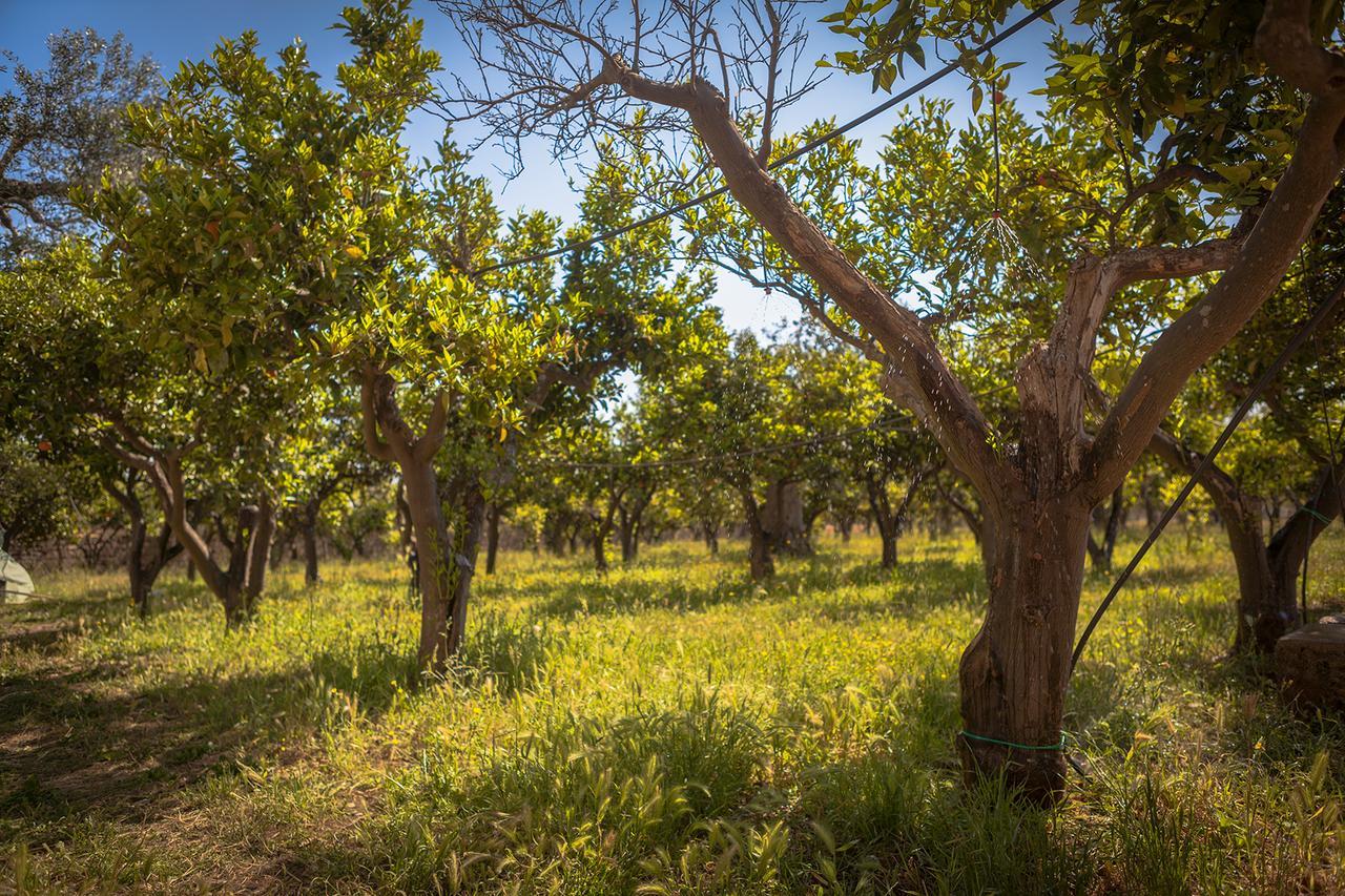 Agriturismo Li Calizzi Arte E Natura Novoli Εξωτερικό φωτογραφία